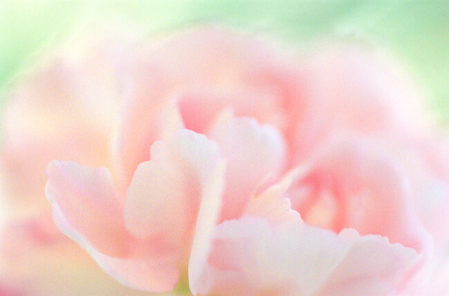 Silky Soft Silky Soft