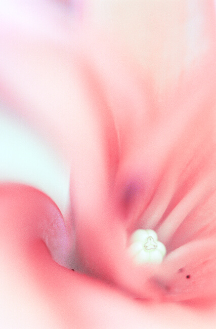 Peaches & Cream Peaches & Cream