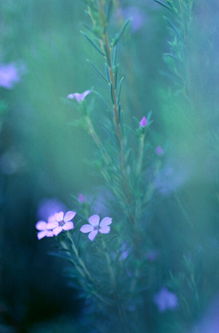 Tell Me a Fable Tell Me a Fable