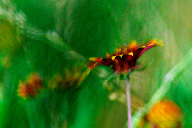 Indian Blanket Indian Blanket