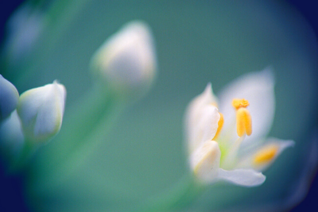 *** (blooming prairie onion) *** (blooming prairie onion)