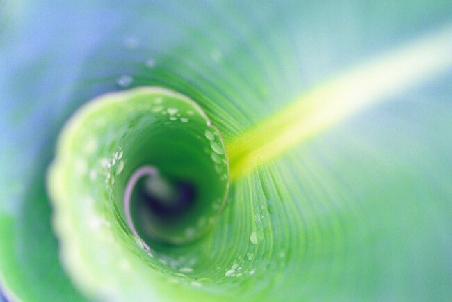 Verdure #9 Verdure #9