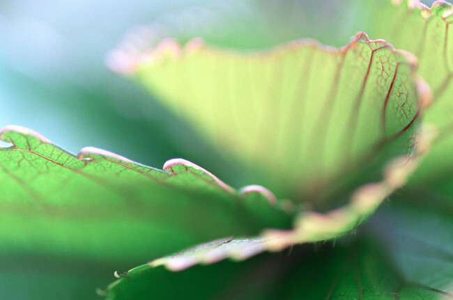 Verdure #7 Verdure #7