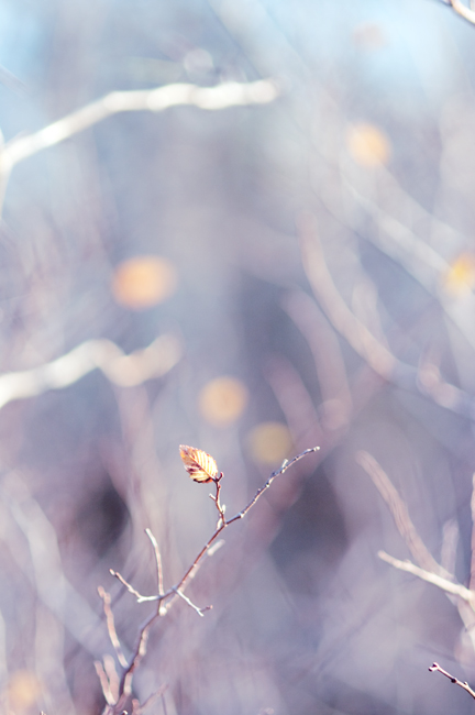 Autumn Radiance Autumn Radiance
