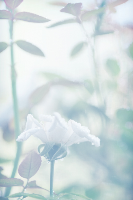 In the garden... In the garden...