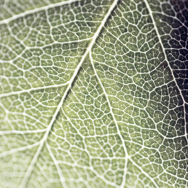 Up close Up close