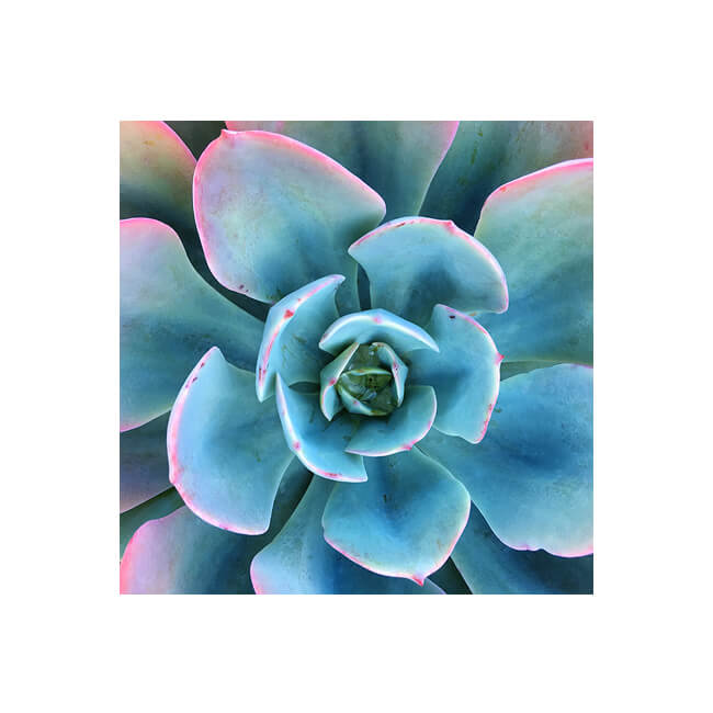 Rosette #171 Rosette #171