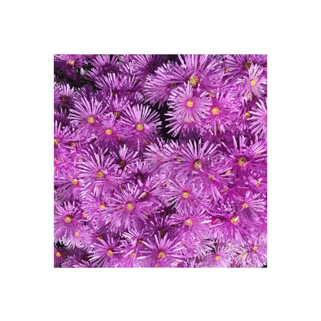 Florescence #2003 Florescence #2003