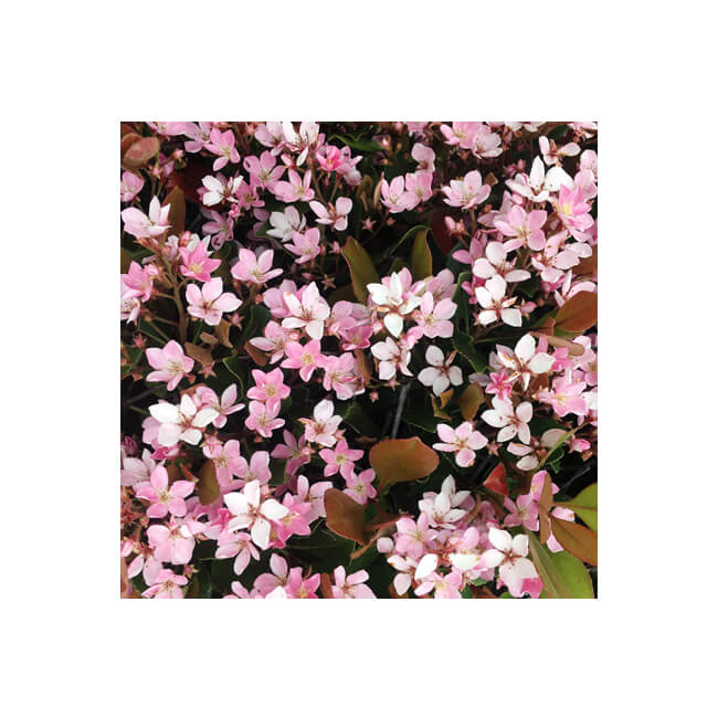 Florescence #2008 Florescence #2008