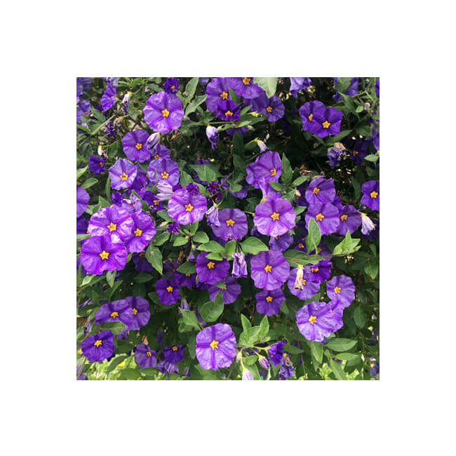 Florescence #2004 Florescence #2004