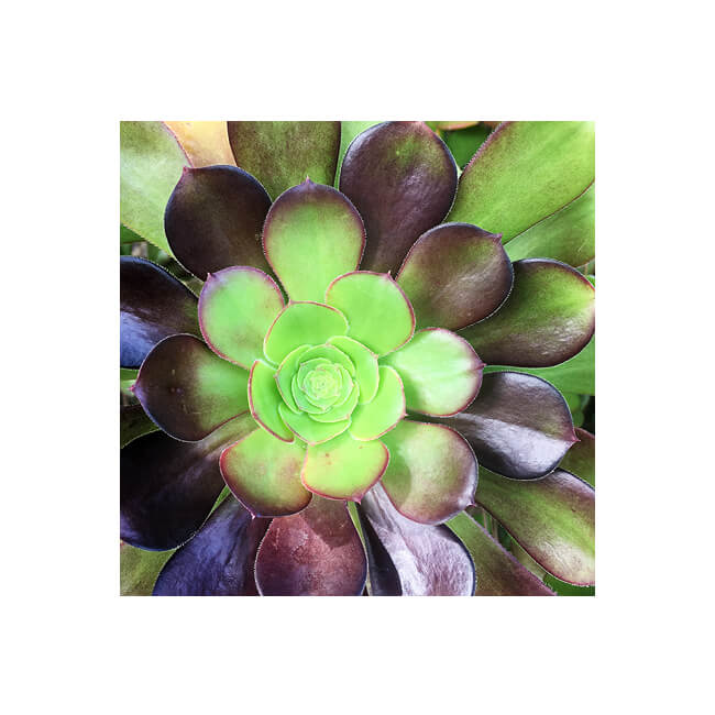 Rosette #202 Rosette #202