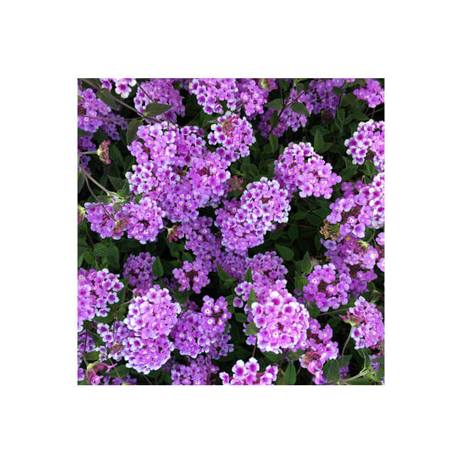 Florescence #2009 Florescence #2009