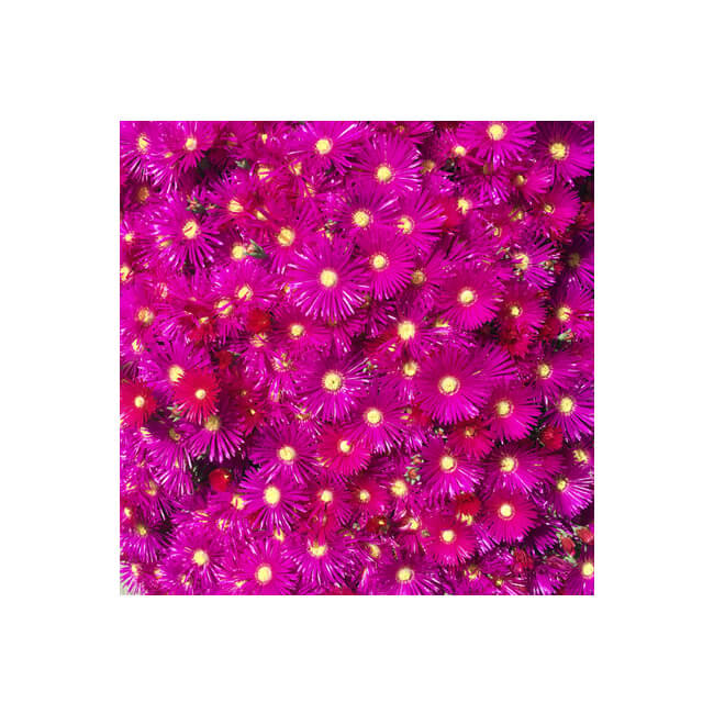 Florescence #2105 Florescence #2105