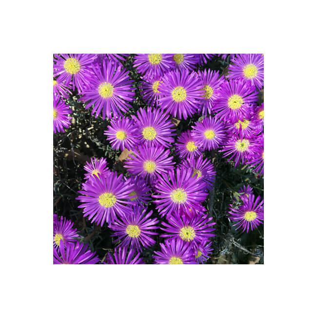 Florescence #2108 Florescence #2108