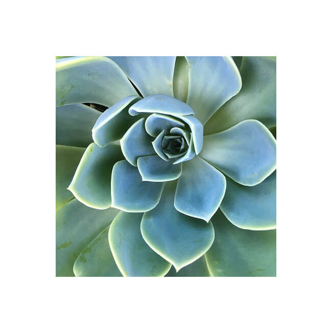 Rosette #218 Rosette #218