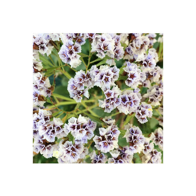 Florescence #2104 Florescence #2104