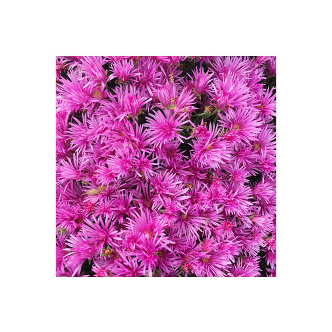 Florescence #2207 Florescence #2207