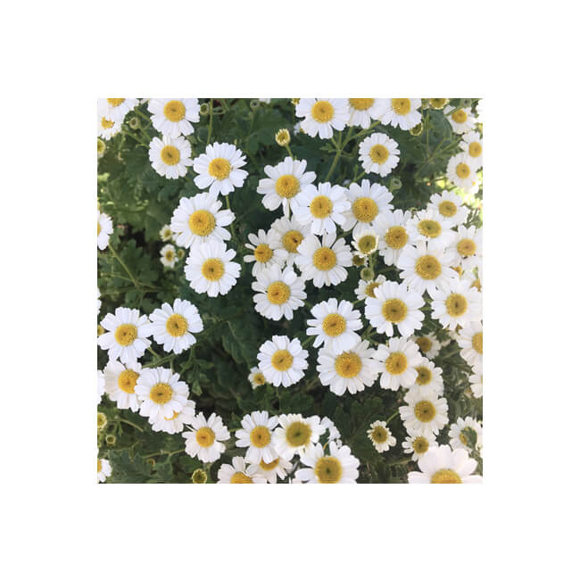 Florescence #2206 Florescence #2206