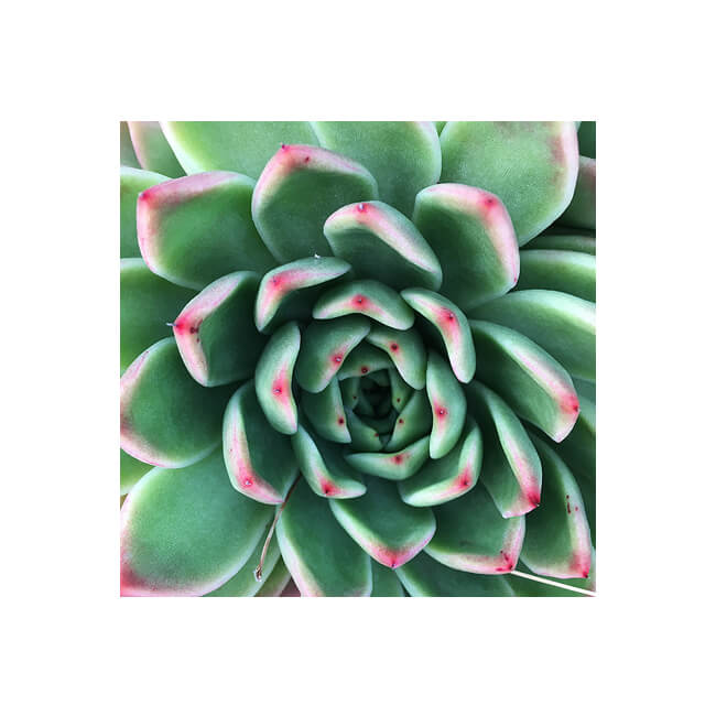 Rosette #235 Rosette #235