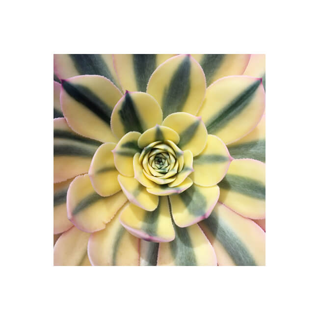 Rosette #237 Rosette #237