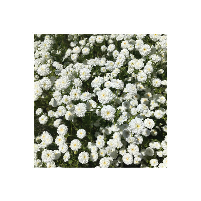 Florescence #2304 Florescence #2304