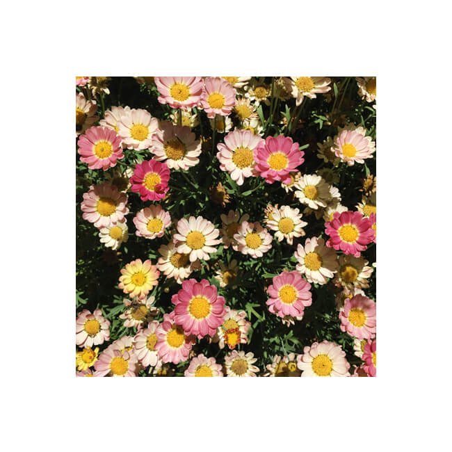 Florescence #2308 Florescence #2308