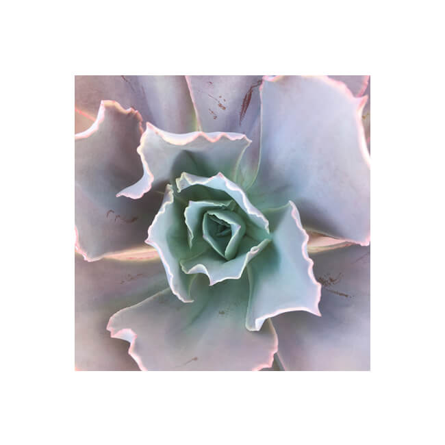Rosette #233 Rosette #233