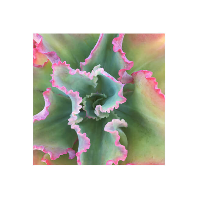 Rosette #232 Rosette #232