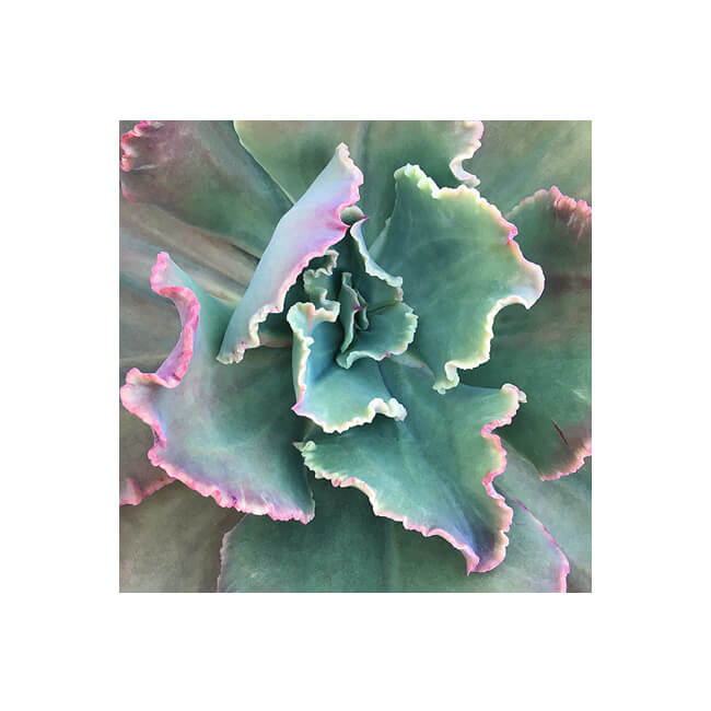 Rosette #236 Rosette #236
