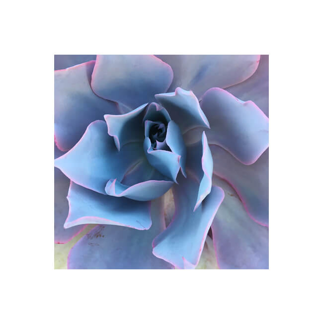 Rosette #242 Rosette #242