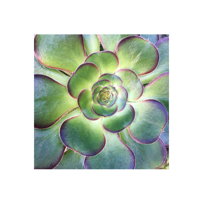 Rosette #245 Rosette #245